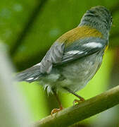 Northern Parula