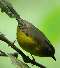 Paruline à couronne dorée