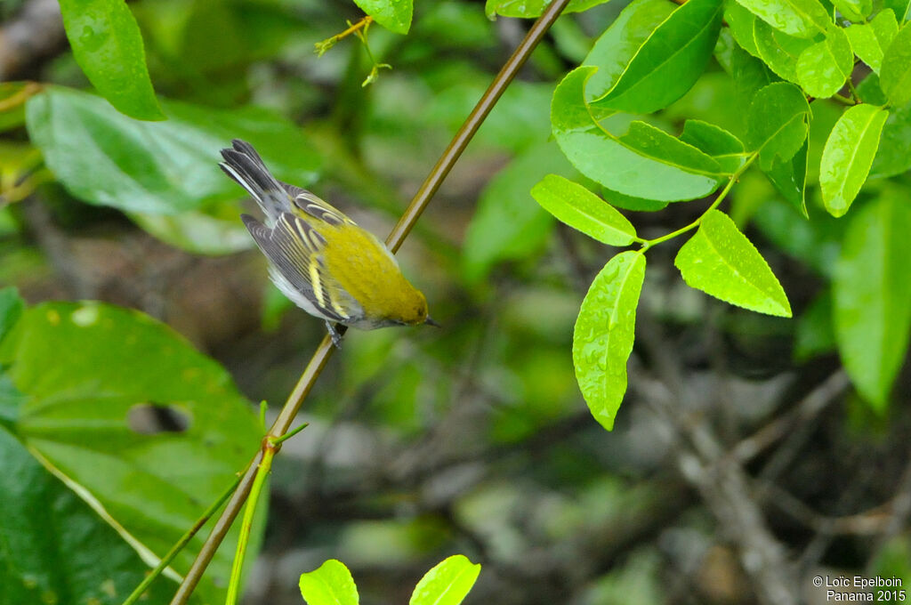 Chestnut-sided Warbler