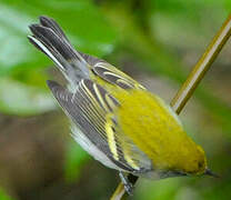 Chestnut-sided Warbler