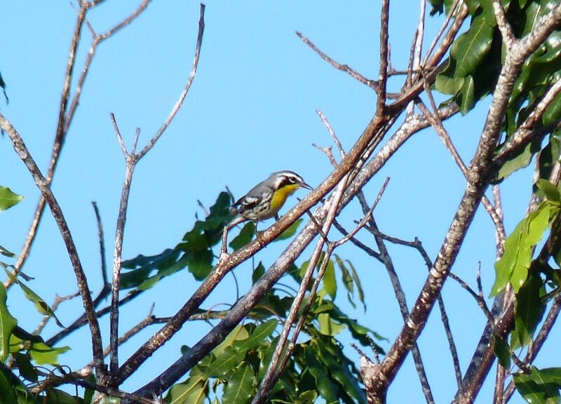 Yellow-throated Warbler