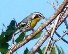 Yellow-throated Warbler