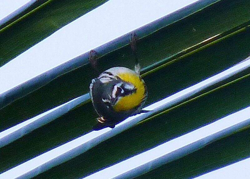 Yellow-throated Warbler