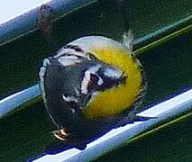 Yellow-throated Warbler