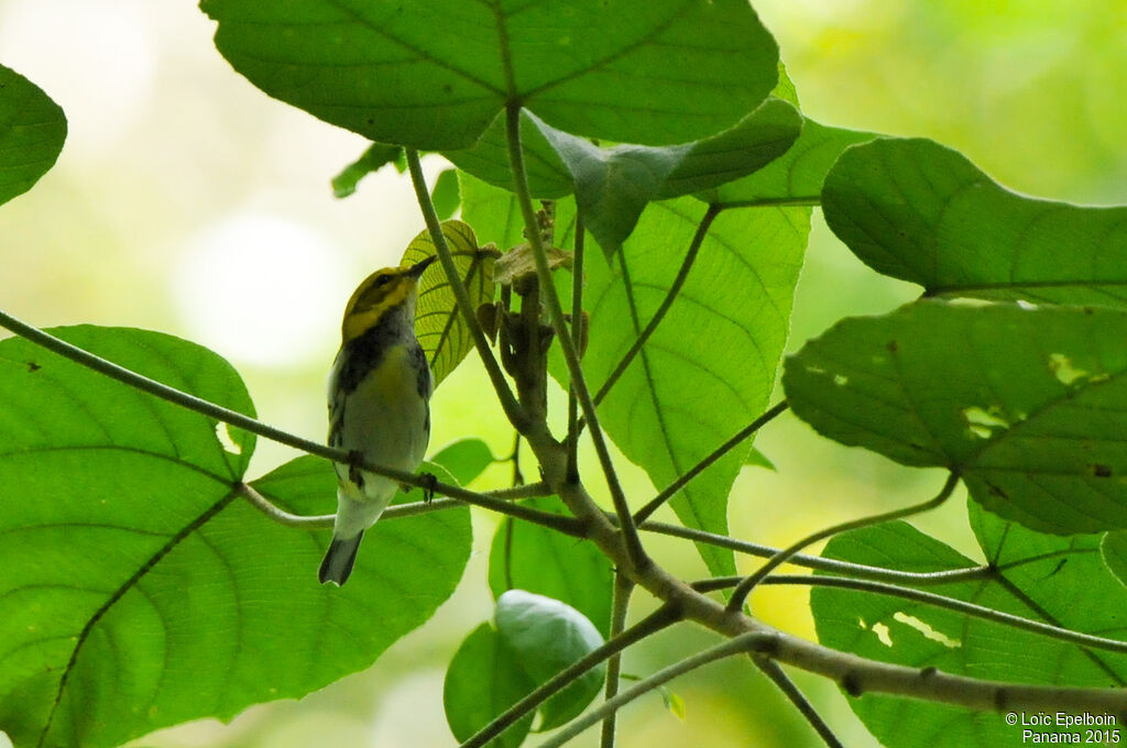 Black-throated Green Warbler