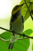 Black-throated Green Warbler