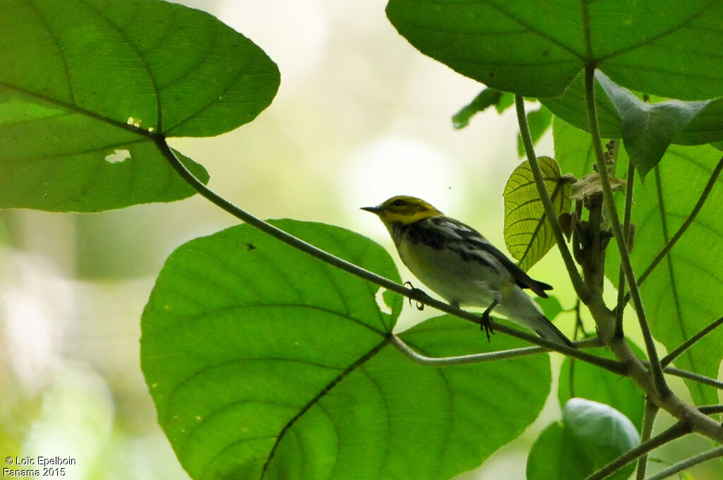 Black-throated Green Warbler