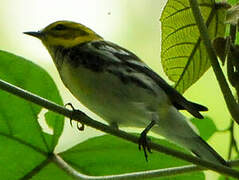 Black-throated Green Warbler