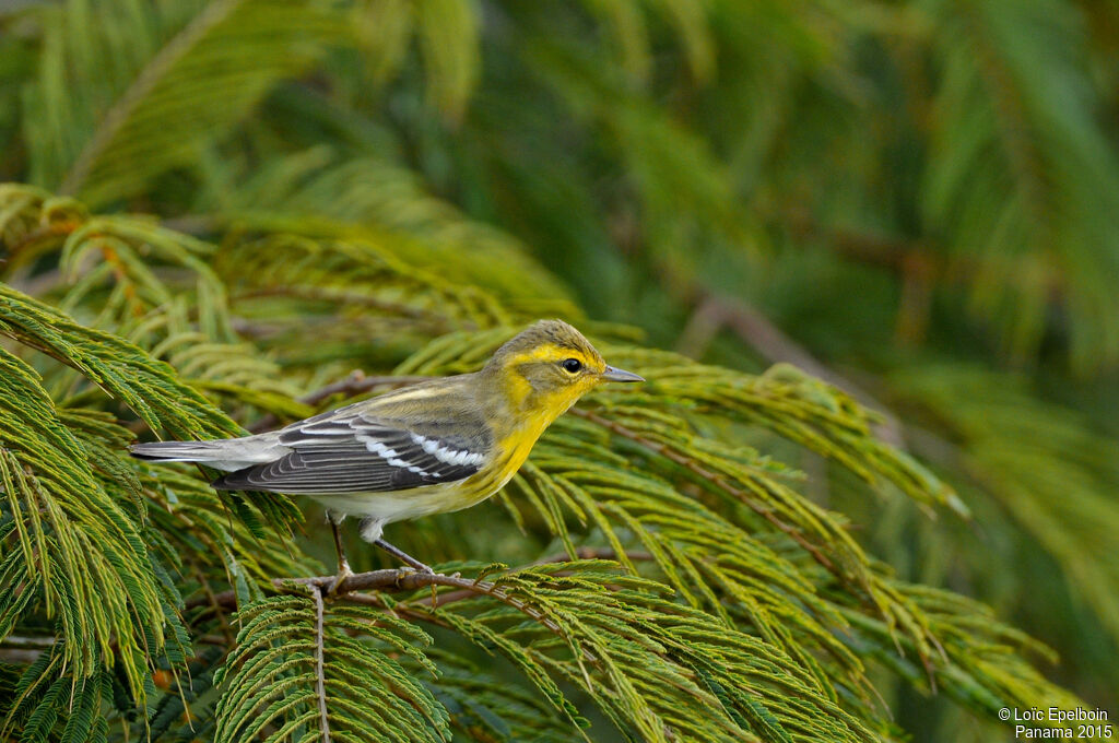 Paruline à gorge orangée