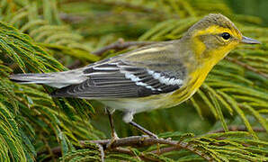 Blackburnian Warbler