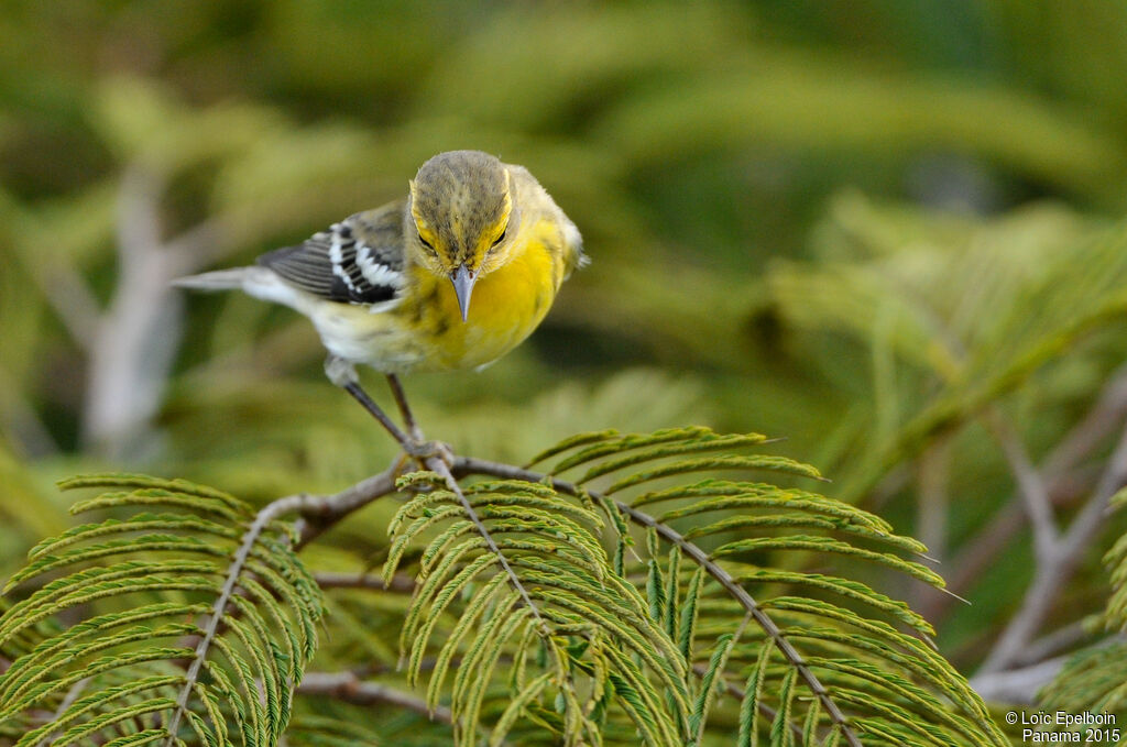 Blackburnian Warbler