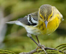 Blackburnian Warbler