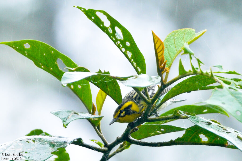 Blackburnian Warbler