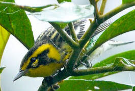 Blackburnian Warbler