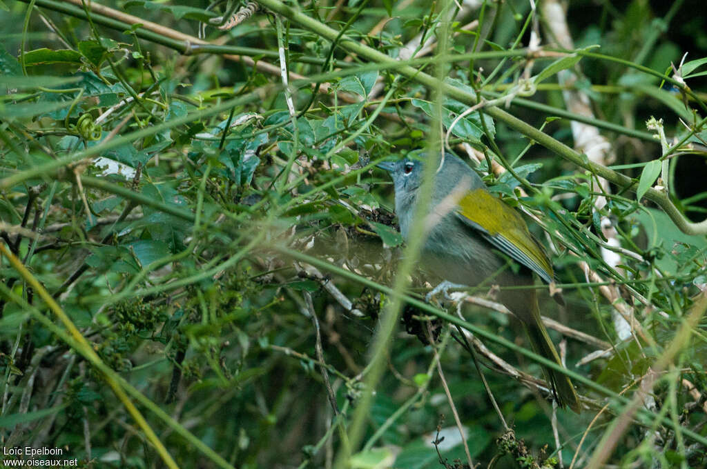 Paruline aux yeux rouges