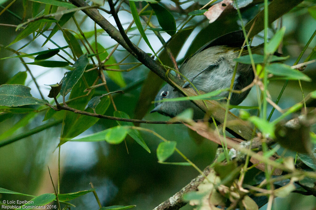 Paruline aux yeux rouges