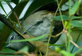 Green-tailed Warbler