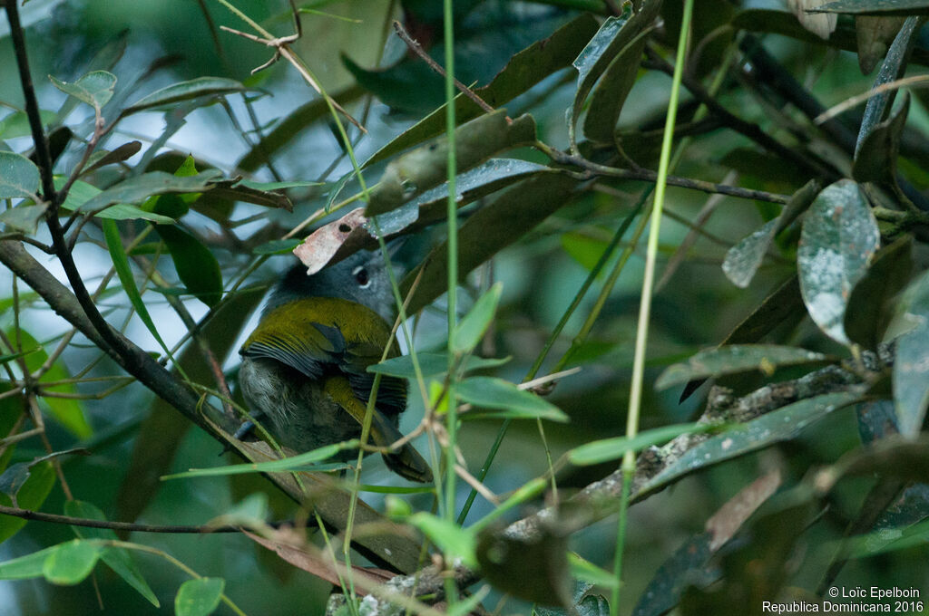 Green-tailed Warbler