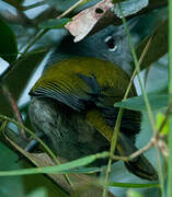 Green-tailed Warbler