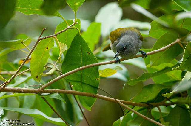Paruline aux yeux rouges (Ligéa aux yeux rouges) - loep230904