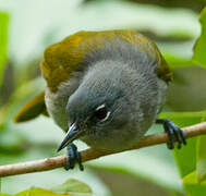 Green-tailed Warbler