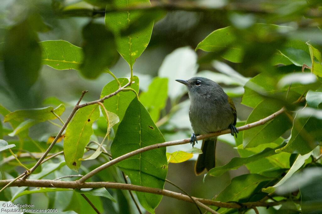 Green-tailed Warbler