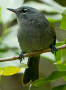 Green-tailed Warbler