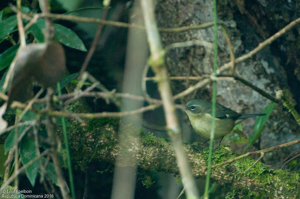 Black-throated Blue Warbler