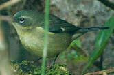 Paruline bleue