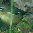Paruline bleue