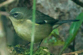 Black-throated Blue Warbler