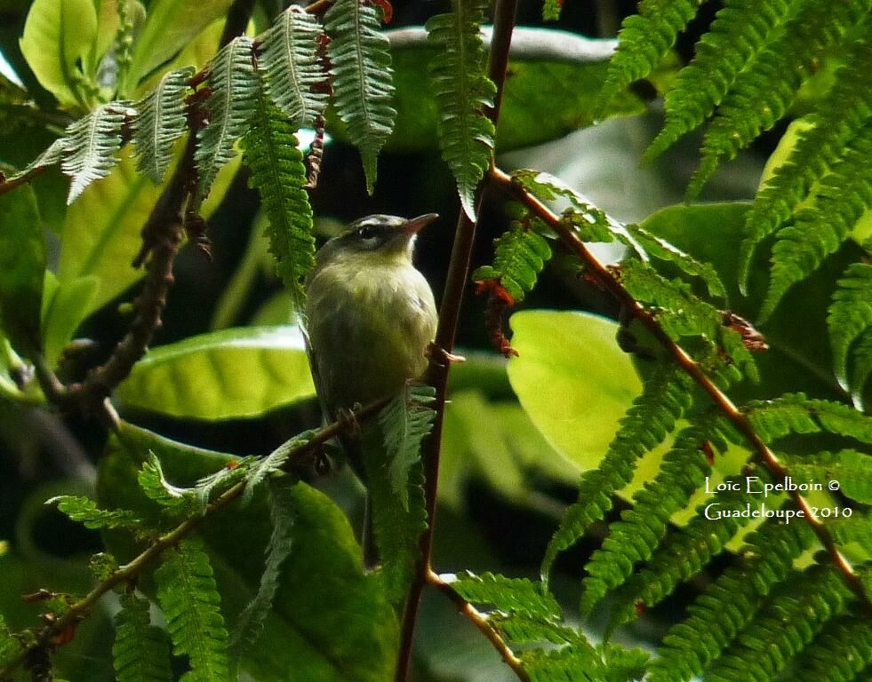 Paruline caféiette