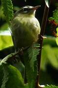 Plumbeous Warbler