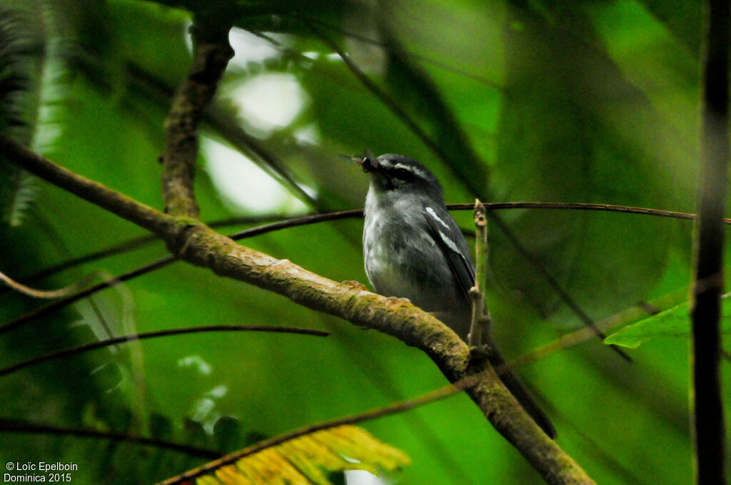 Paruline caféiette