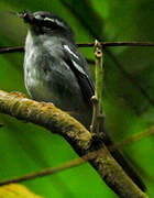 Plumbeous Warbler