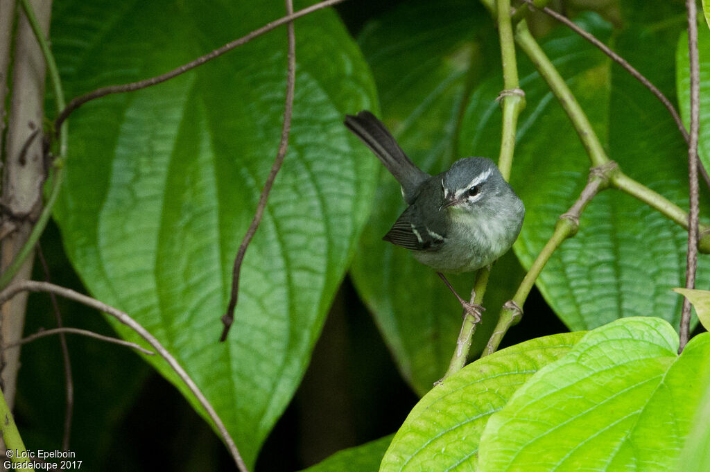 Paruline caféiette