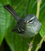 Plumbeous Warbler