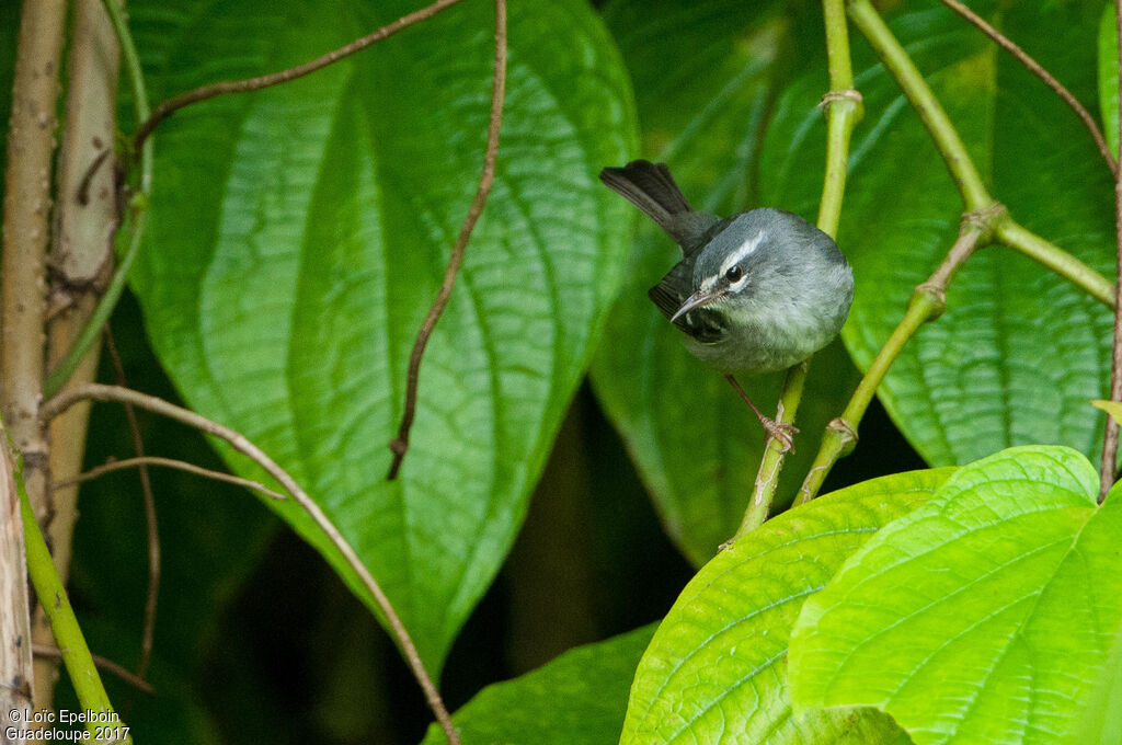 Plumbeous Warbler