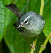 Plumbeous Warbler