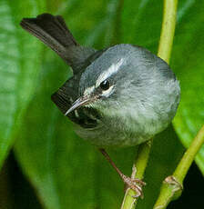 Paruline caféiette