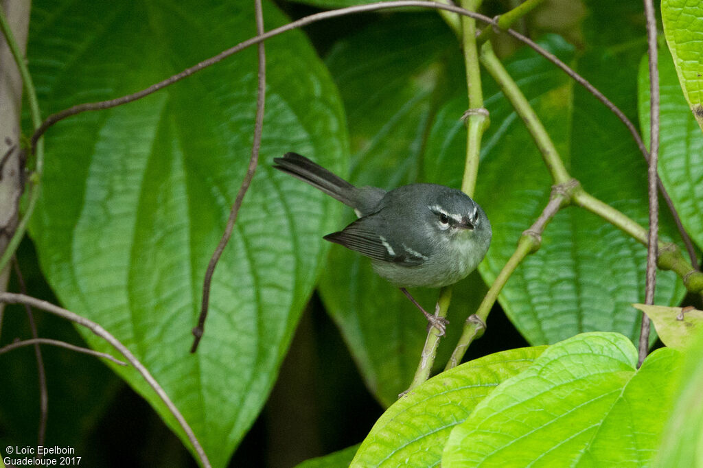 Paruline caféiette