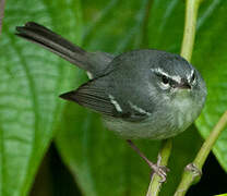 Plumbeous Warbler