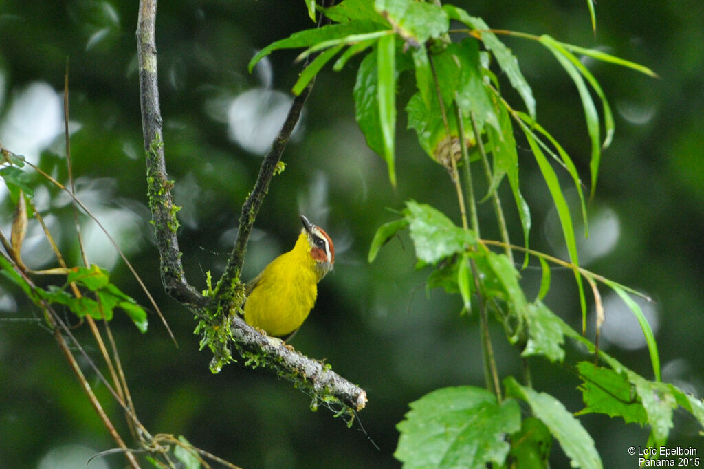 Chestnut-capped Warbleradult, habitat, pigmentation