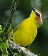 Chestnut-capped Warbler