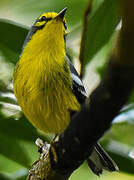 St. Lucia Warbler