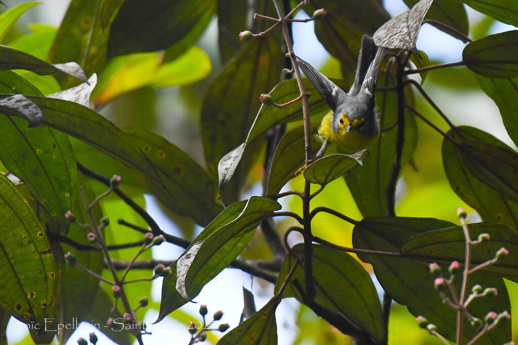 St. Lucia Warbler