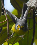 St. Lucia Warbler