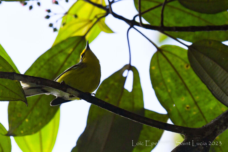 St. Lucia Warbler