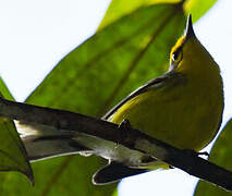 St. Lucia Warbler