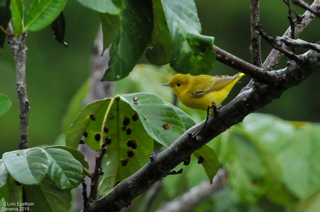 Mangrove Warbler